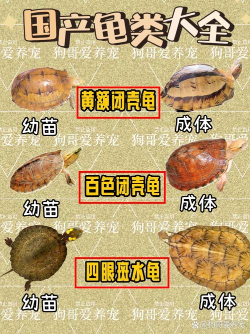 保护野生，支持人工养殖（中国龟品种图片大全）