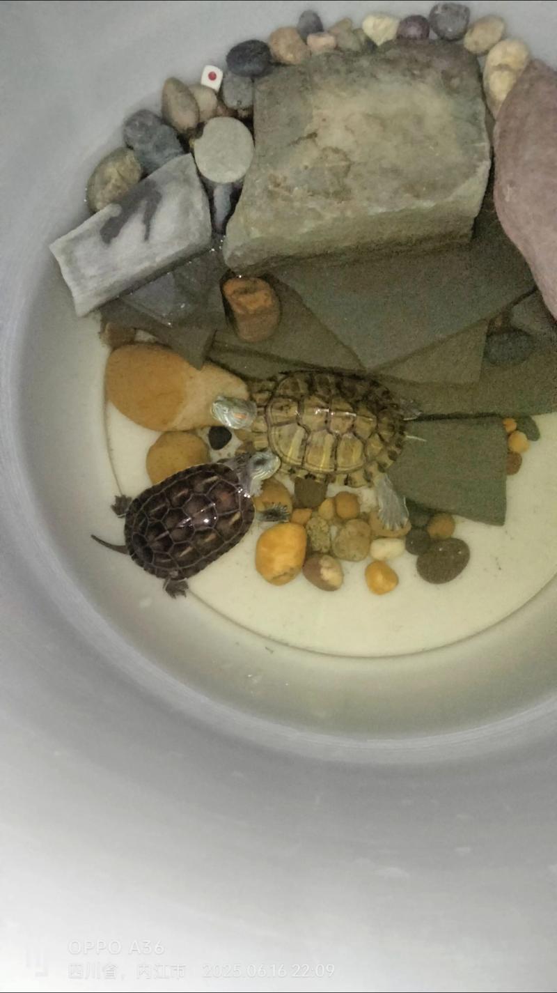 巴西龟不吃食怎么办？调整温度时间环境（巴西红耳龟不吃东西）