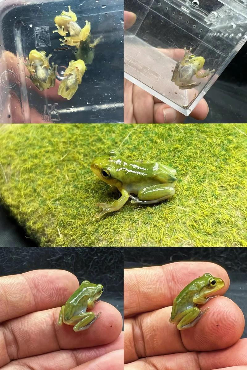 火球术兽人洞地龙与石头波利升级技巧（守爱2罗达蛙宠物）