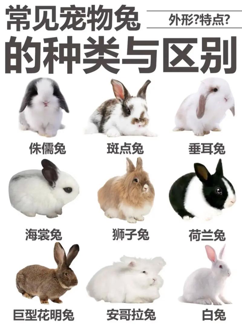 荷兰侏儒兔迷你垂耳兔安哥拉兔熊猫兔（宠物兔子品种大全）