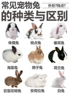 荷兰侏儒兔迷你垂耳兔安哥拉兔熊猫兔（宠物兔子品种大全）