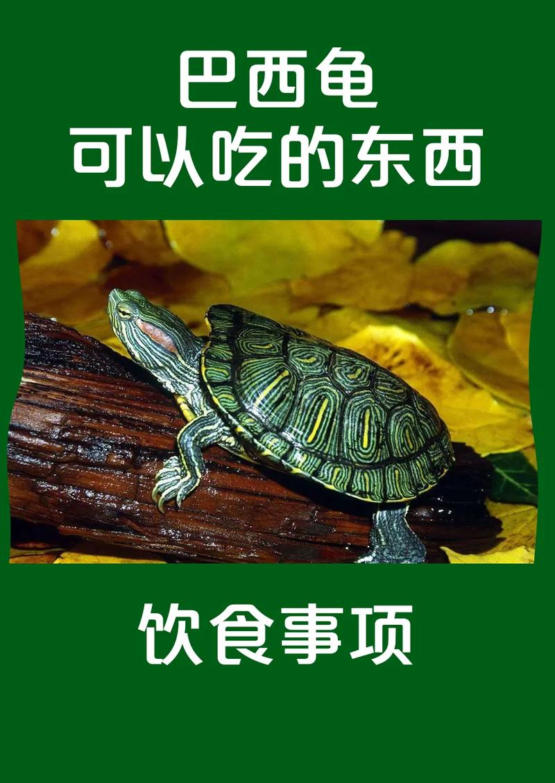 小乌龟杂食营养全攻略（最常见的小乌龟吃什么）