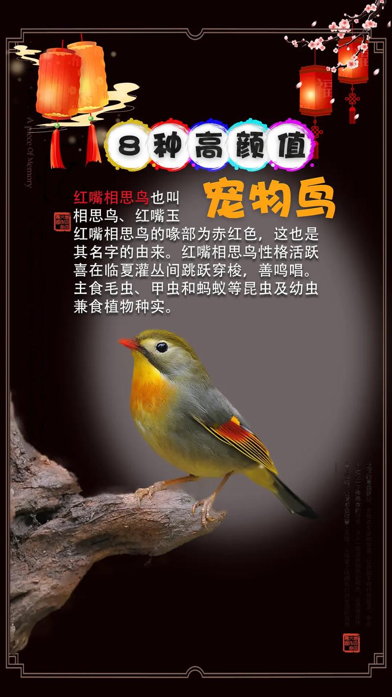养宠物鸟好处多，注意健康风险！（宠物鸟品种图片大全）