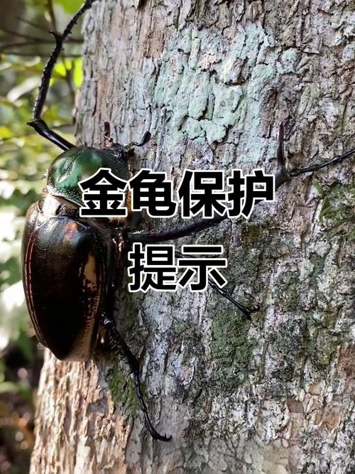 凹甲陆龟海龟三线闭壳龟与蠵龟（中国二级保护动物的龟有哪些）
