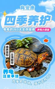 小乌龟冬天怎么养，安全过冬指南（冬天怎样养小乌龟）