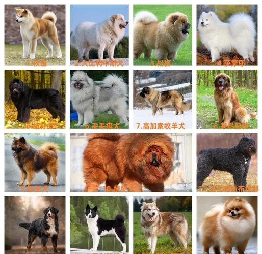 200多种狗狗的品种与文化（宠物犬品种大全图片）