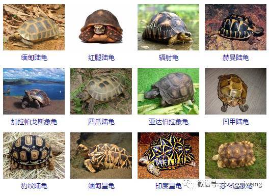 中国乌龟种类多，文化意义高，保护野生种群很重要（中国乌龟品种大全图）