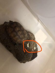 乌龟拉稀怎么办？预防关键看这里！（乌龟拉稀代表什么）