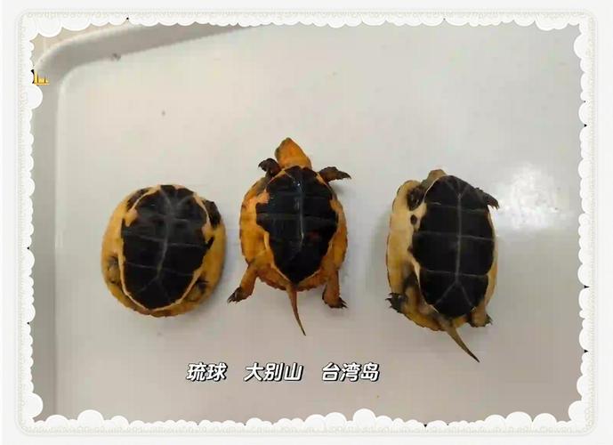 安缘龟与黄缘龟有何区别？（安缘龟和黄缘龟的区别图片）