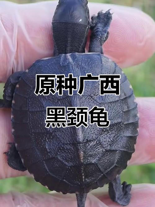 中国珍稀本土龟种收藏热潮（中国原生名贵龟种）