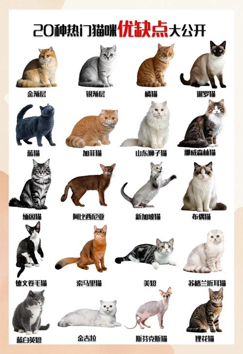 猫咪品种多，性格各异，都是好伴侣（宠物猫品种）