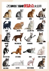 猫咪品种多，性格各异，都是好伴侣（宠物猫品种）