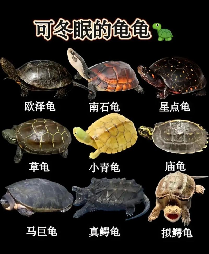 常见品种，易养寿命长（南方的乌龟是什么品种）