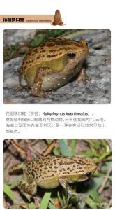 认识百种奇特蛙（蛙类品种大全图）
