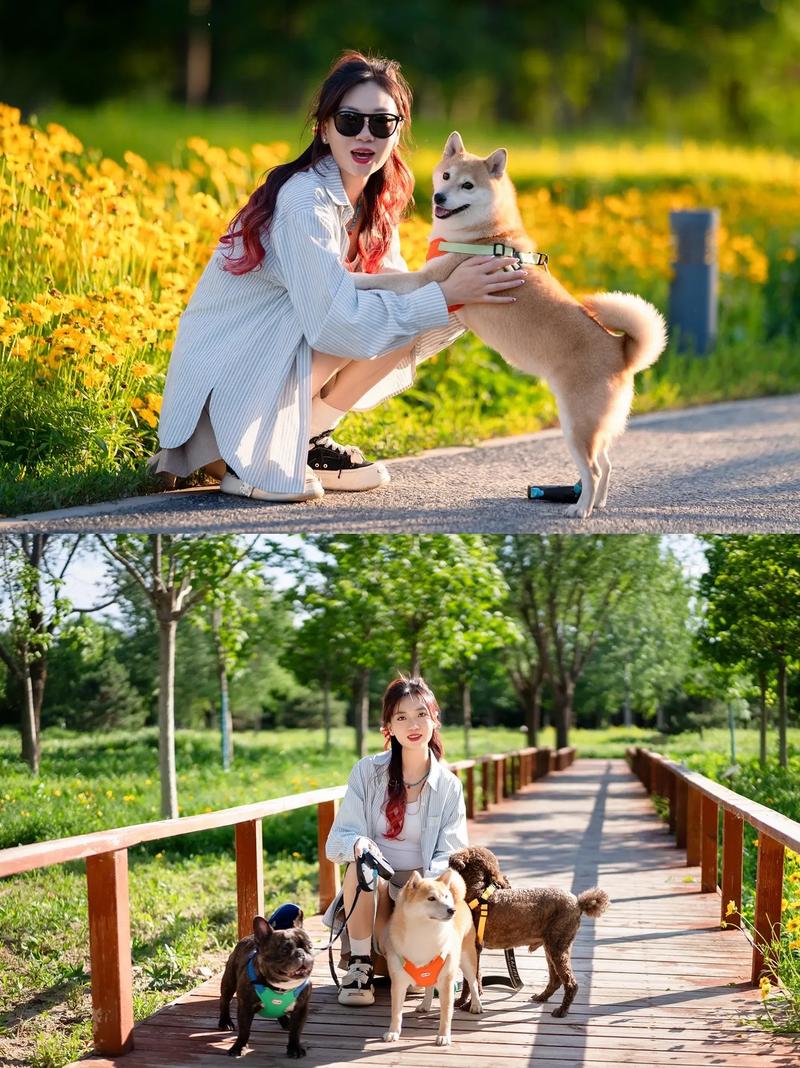 河北女子甘当宠物附庸男子，引人深思（美女自愿争当宠物犬）