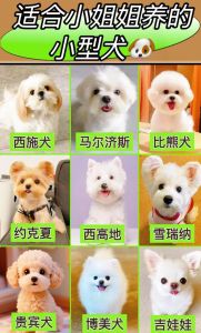 小型犬选哪个？运动伴侣皆可！（宠物狗小型品种大全）