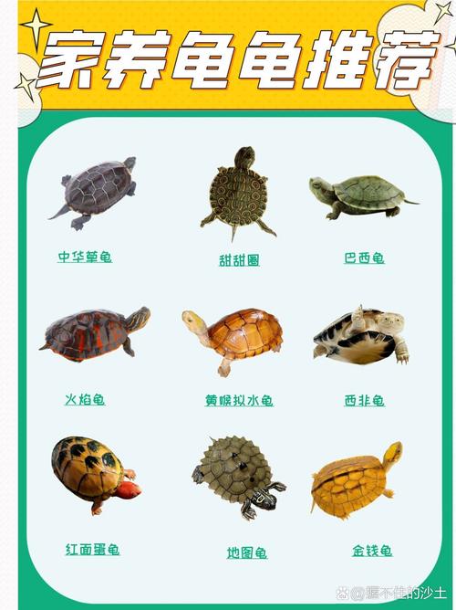 合法饲养，守护生命（国内乌龟品种大全）