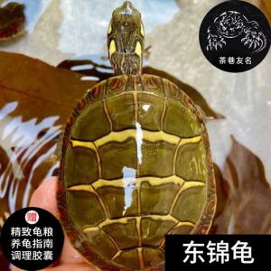 养龟水深看年龄，幼龟浅水成年深，陆龟晒台水质清（东锦龟深水还是浅水）