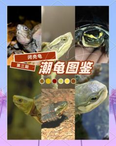 特色与饲养指南（中国十大闭壳龟排名）