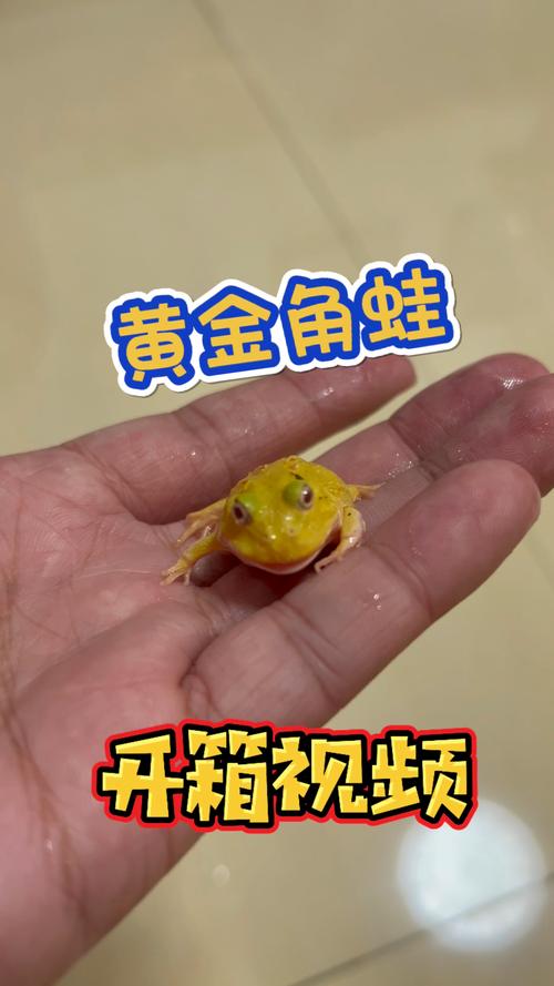 黄金角蛙温度要求，幼体更敏感（宠物黄金蛙适应温度）