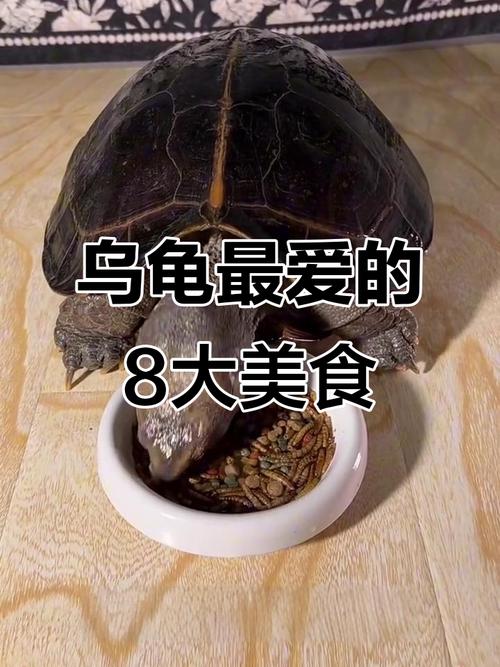 乌龟爱吃什么？鱼虫蚯蚓营养好（乌龟最爱吃的10种食物图片）