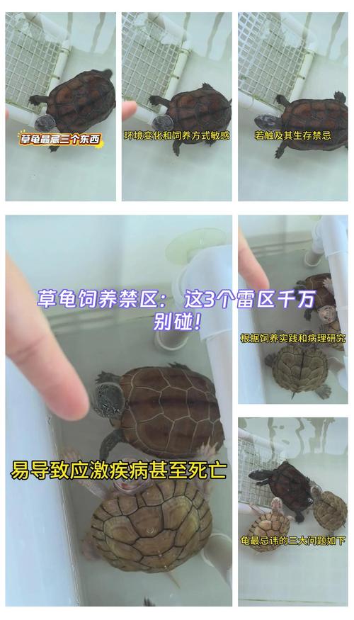 乌龟送礼有讲究，寓意与禁忌并存（乌龟送人有什么忌讳吗）