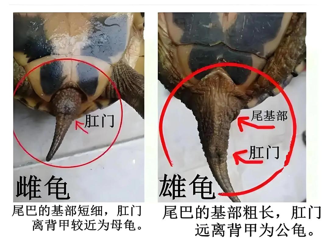 巴西龟公母辨别方法（乌龟公母怎么看）