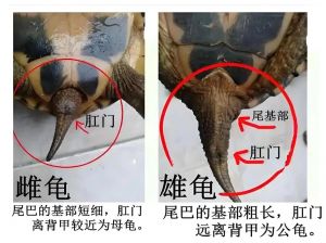 巴西龟公母辨别方法（乌龟公母怎么看）