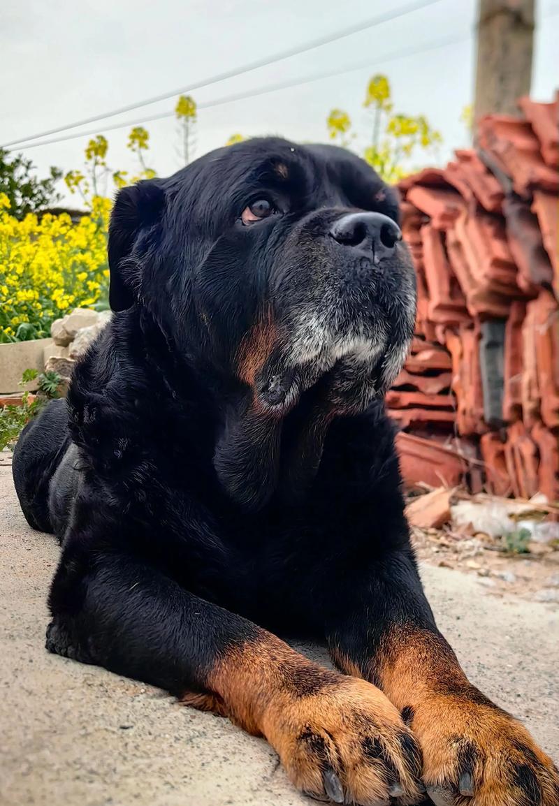 大型犬威猛又亲人，养前多了解（大型狗宠物照片图片）