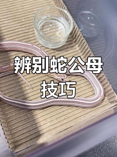 宠物蛇认主靠气味，非情感关联（宠物蛇会认主人吗）