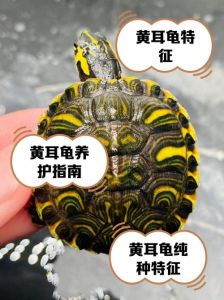 黄耳龟混养与识别技巧（深水黄耳龟是哪里的品种）