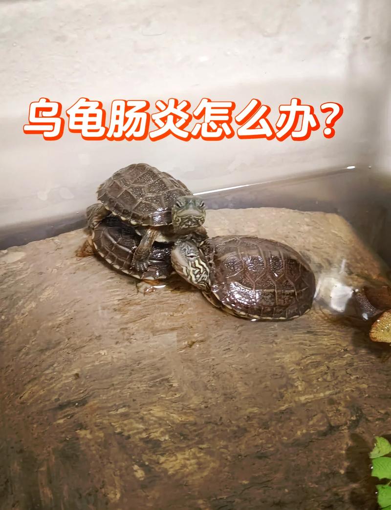 龟便异常？注意环境饮食防生病（宠物龟粪便啥样）