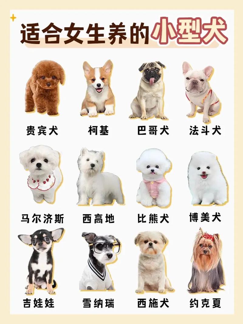 夹竹桃有毒别触碰，警惕美丽陷阱（小宠物狗品种图片）
