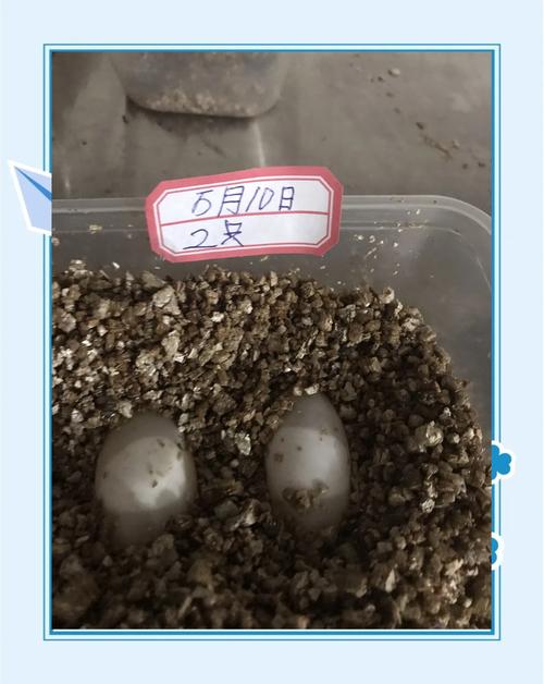 龟蛋孵化要控温控湿，细节决定成败（大鳄龟蛋的孵化技巧）