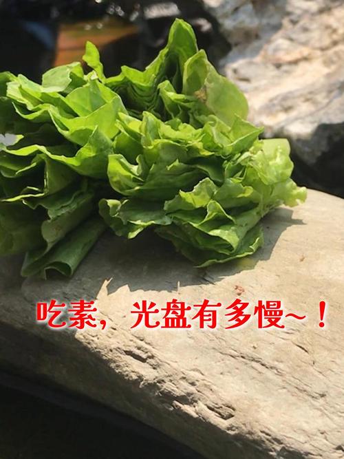 养护要点（有只吃素的乌龟吗）