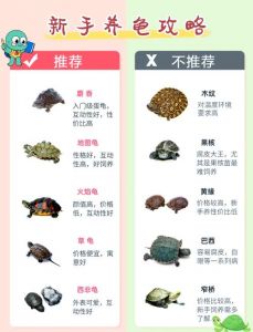 巴西龟好养吗？养龟容器与喂食要点（宠物龟怎么养）
