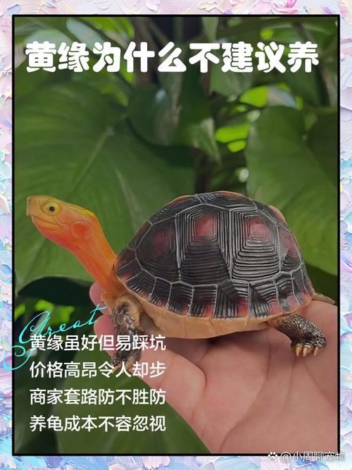 阳台黄缘龟水陆环境，减少排泄烦恼（黄缘龟养在阳台拉屎怎么解决）
