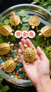 草龟金线易养，火焰珍稀需保护（各种宠物龟品种）