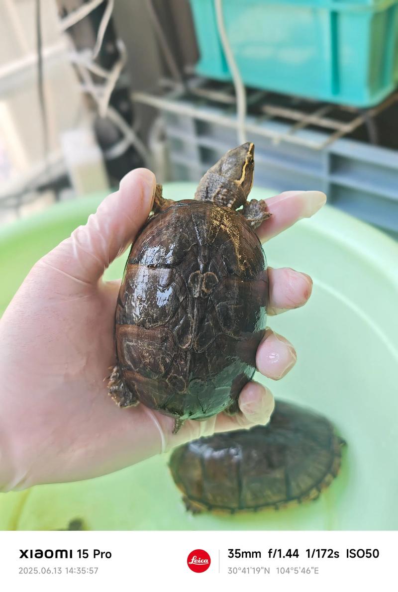 乌龟几岁下蛋？看品种和性别（乌龟养多久开始下蛋）