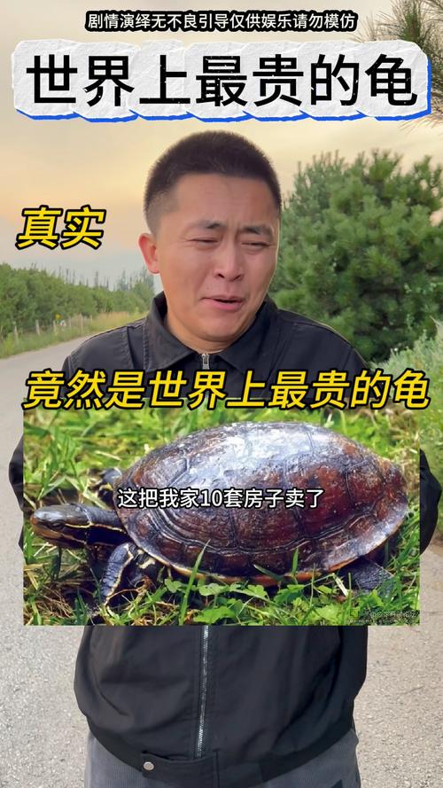 名贵乌龟品种价值连城（最名贵的乌龟品种）