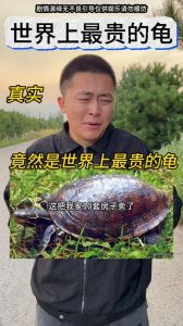 名贵乌龟品种价值连城（最名贵的乌龟品种）