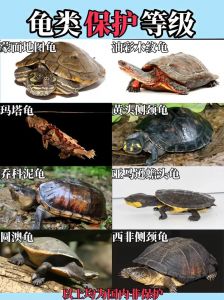 巴西龟锦龟等宠物龟特点介绍（养龟排行榜小暴爱养龟）