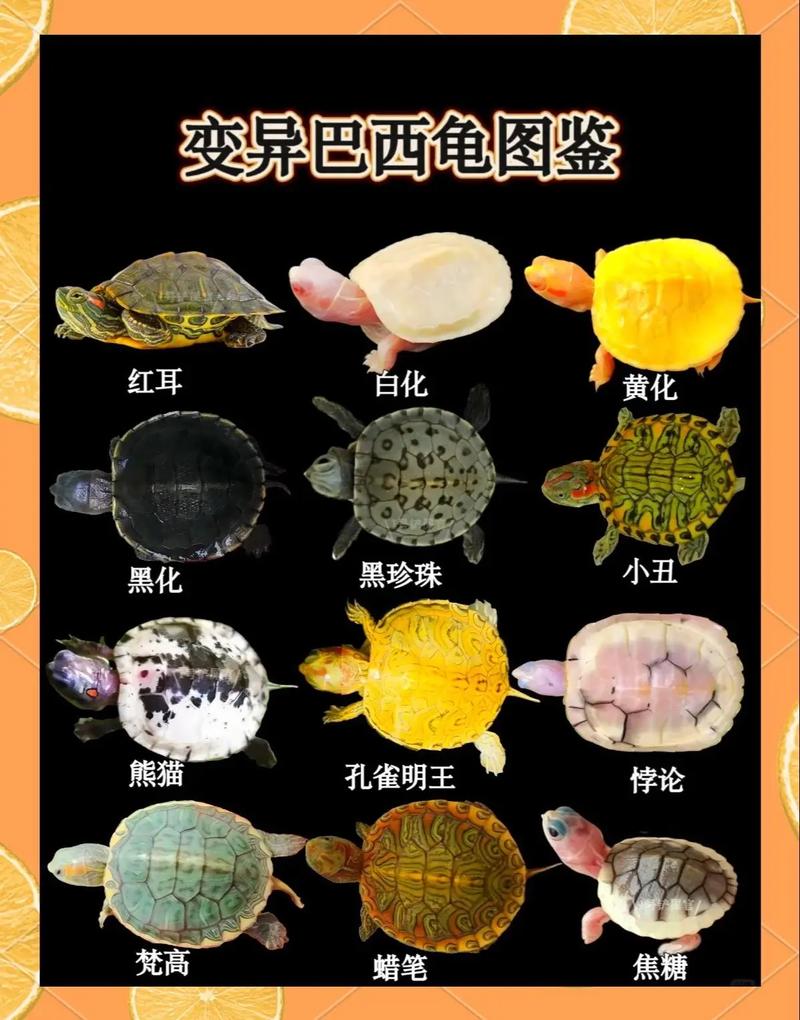 蛋龟易养，半水龟互动，市场前景好（养殖什么龟前景最好）