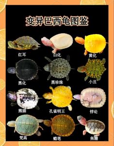 蛋龟易养，半水龟互动，市场前景好（养殖什么龟前景最好）