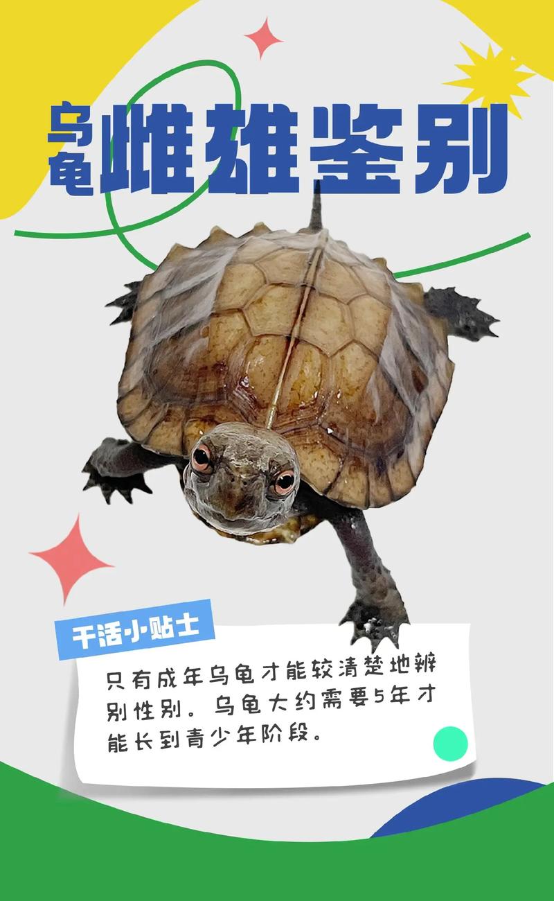 看腹甲颜色泄殖孔等细节（公乌龟和母乌龟的区别图片）