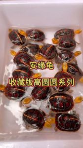 箱龟钻纹龟等品种介绍（什么龟互动性好）