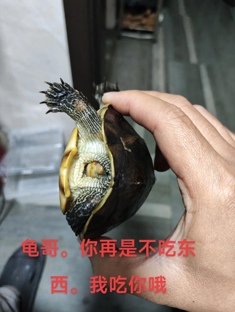 乌龟拒食怎么办？环境稳定水温合适！（小龟怎么什么都不吃）