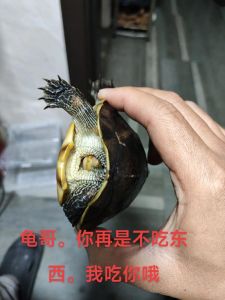 乌龟拒食怎么办？环境稳定水温合适！（小龟怎么什么都不吃）