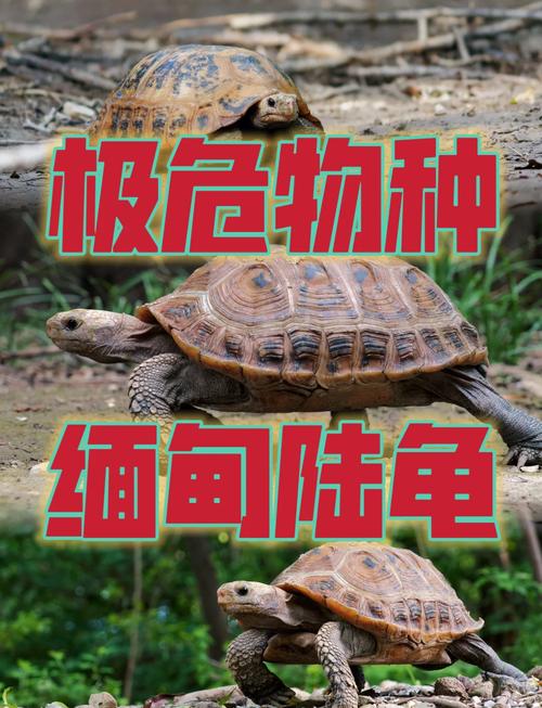 辐射赫曼苏卡达红腿，哪个更适合你？（宠物陆龟哪种好养）