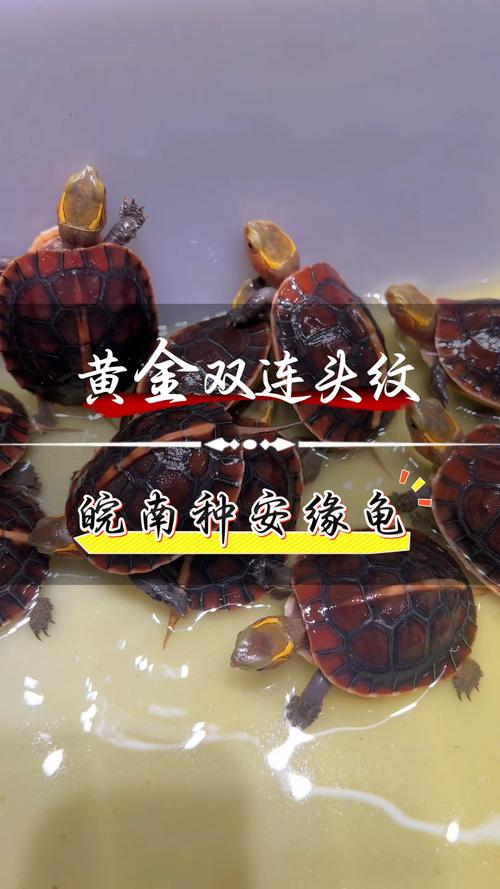 安缘龟与黄缘龟有何区别？（安缘龟和黄缘龟的区别图片）